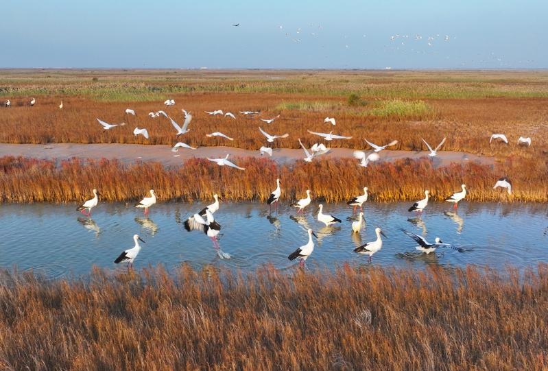 滨海大道附近,正靠近鸟群的无人机。(取材自中新周刊)