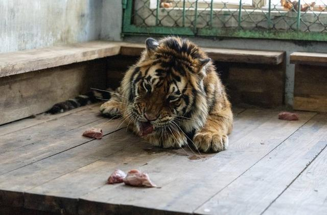 「小独苗」两岁左右照片。(取材自封面新闻/受访者供图)