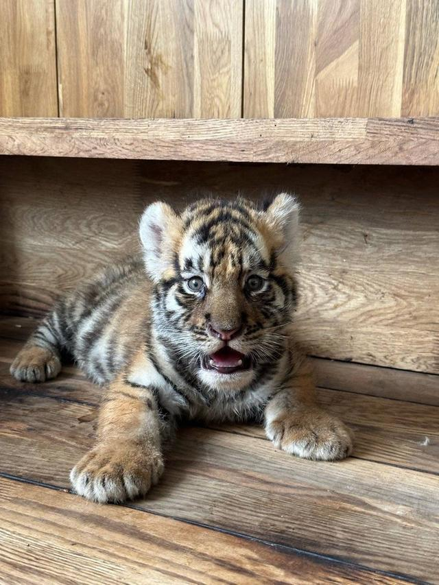 「小独苗」两岁左右照片。(取材自封面新闻/受访者供图)