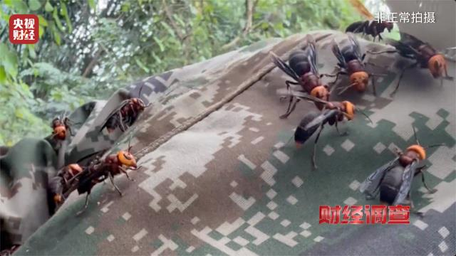 商家在四川山区养殖生性凶残、连眼镜蛇都吃的虎头蜂品种。（取材自央视）
