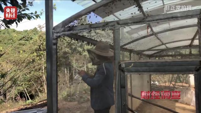 商家在四川山区养殖生性凶残、连眼镜蛇都吃的虎头蜂品种。（取材自央视）