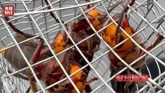 商家在四川山区养殖生性凶残、连眼镜蛇都吃的虎头蜂品种。（取材自央视）