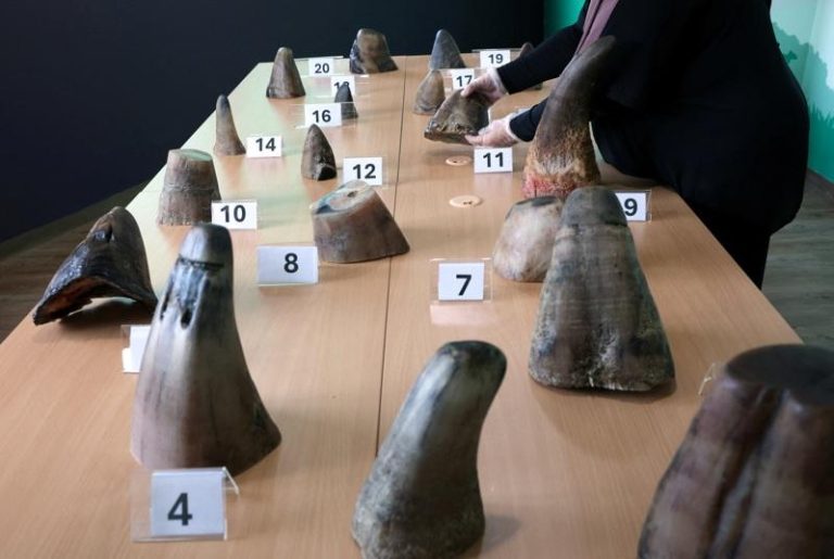 新加坡破获犀牛角走私 重35.7公斤史上最大宗 新加坡国家公园局今天表示,近日查获35.7公斤、价值约113万新元(约87万美元)的走私犀牛角,这是新加坡有史以来最大宗相关案件,这批犀牛角原本要运往老挝。路透