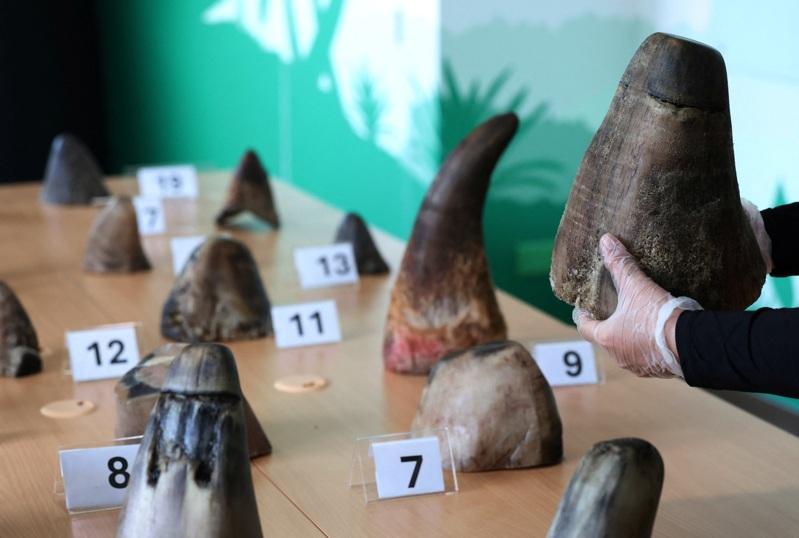 新加坡国家公园局今天表示,近日查获35.7公斤、价值约113万新元(约87万美元)的走私犀牛角,这是新加坡有史以来最大宗相关案件,这批犀牛角原本要运往老挝。路透
