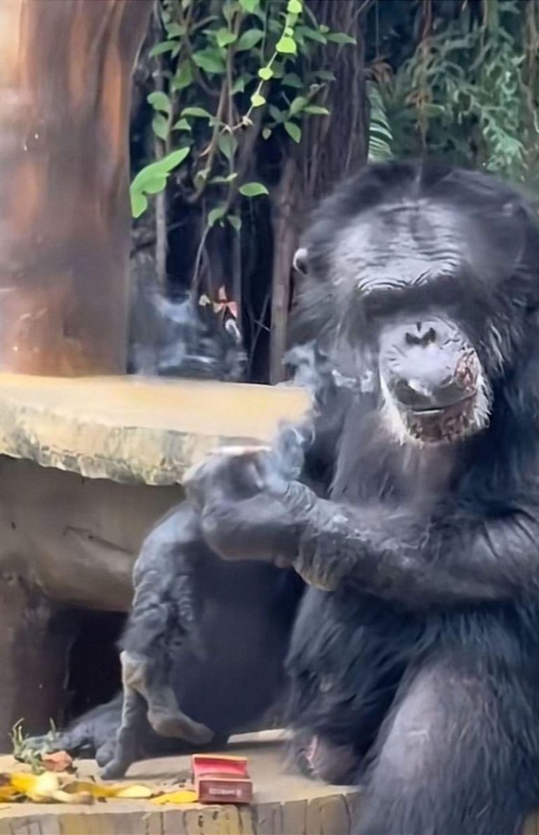 广西南宁动物园一只大猩猩拿着烟坐在石头上抽烟的影片，引发各界关注。（取材自南都N视频）