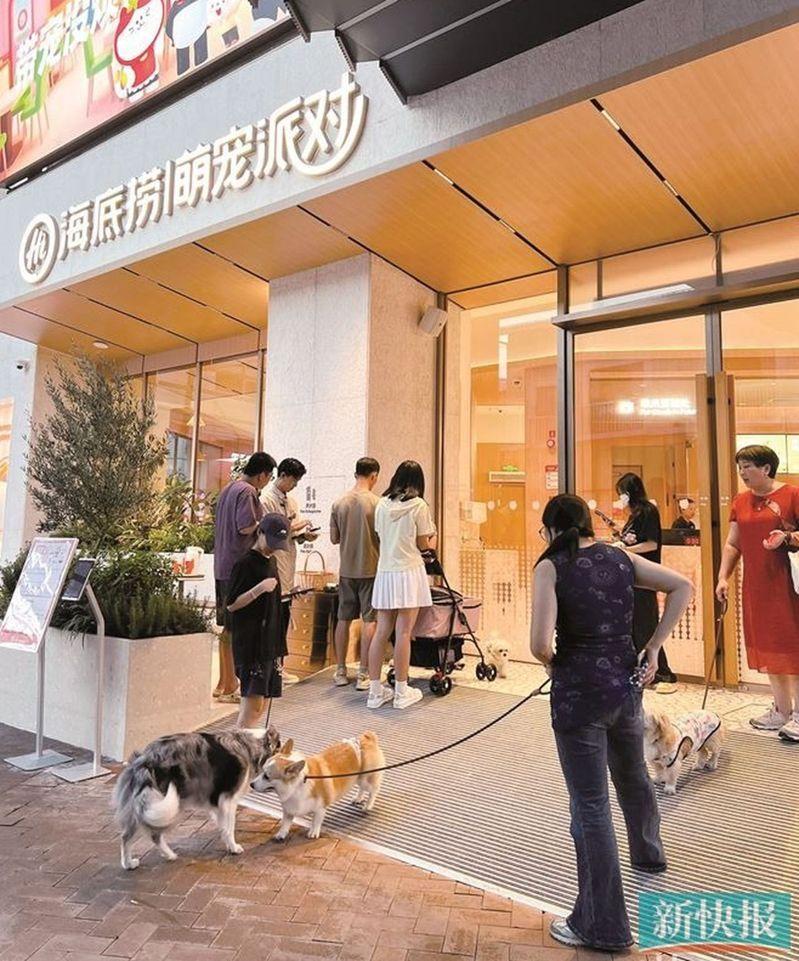 成都市锦江区一宠物咖啡馆内的「熊猫狗」，吸引不少年轻人前来探访。(中新社)
