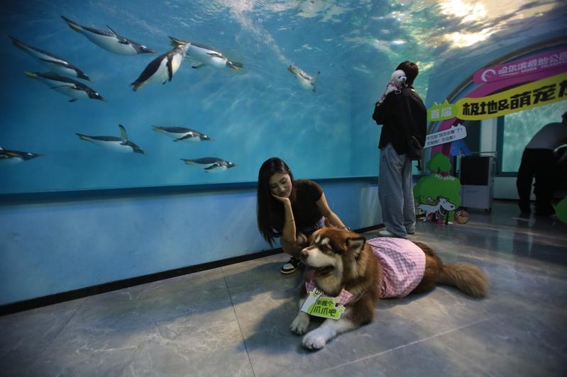 成都市锦江区一宠物咖啡馆内的「熊猫狗」，吸引不少年轻人前来探访。(中新社)