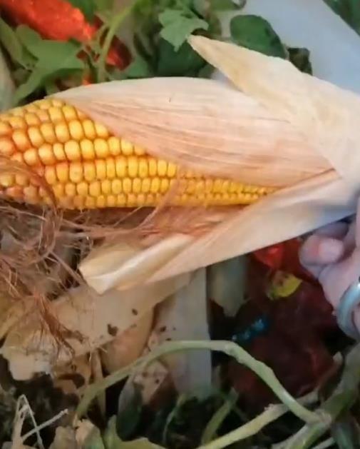 王女母亲拍到亲姑姑姬女在偷玉米。（视频截屏）