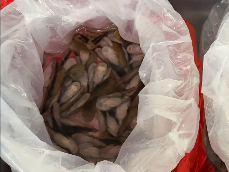 女子裙内藏匿了229条活体鱼。（取材自海关发布）