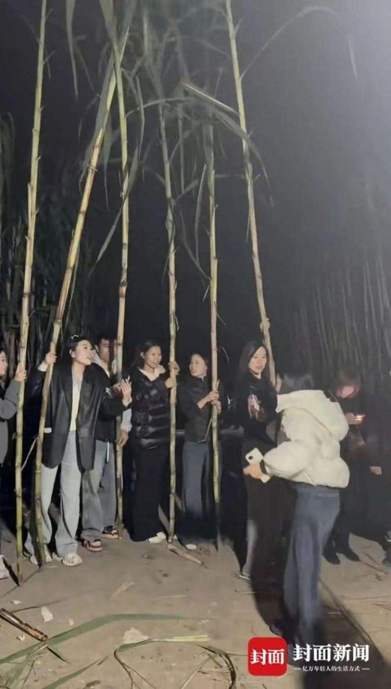 眉山偷甘蔗暴火 万名游客疯当小偷 老板累坏求饶「别再来了」 大批游客到场「偷甘蔗」。(取材自封面新闻)