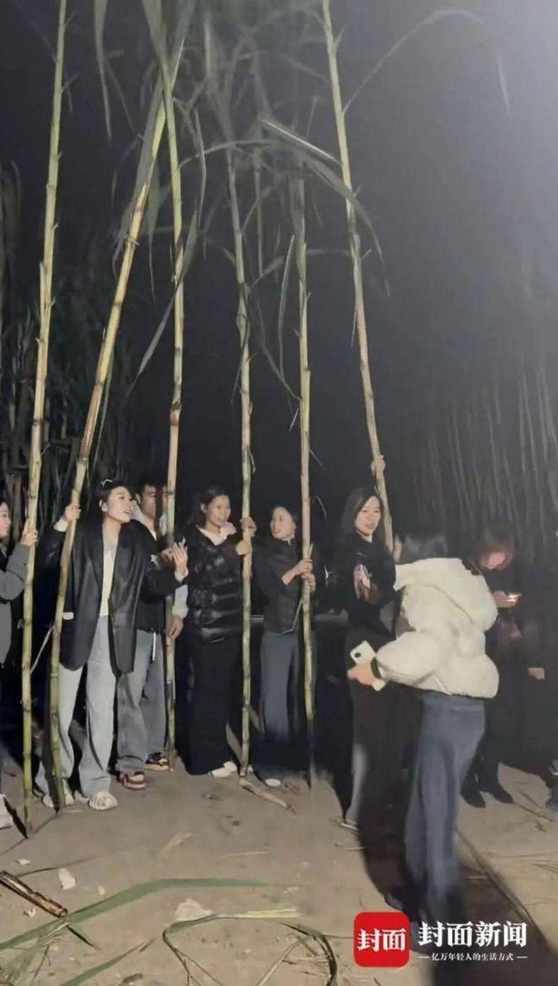 大批游客到场「偷甘蔗」。(取材自封面新闻)