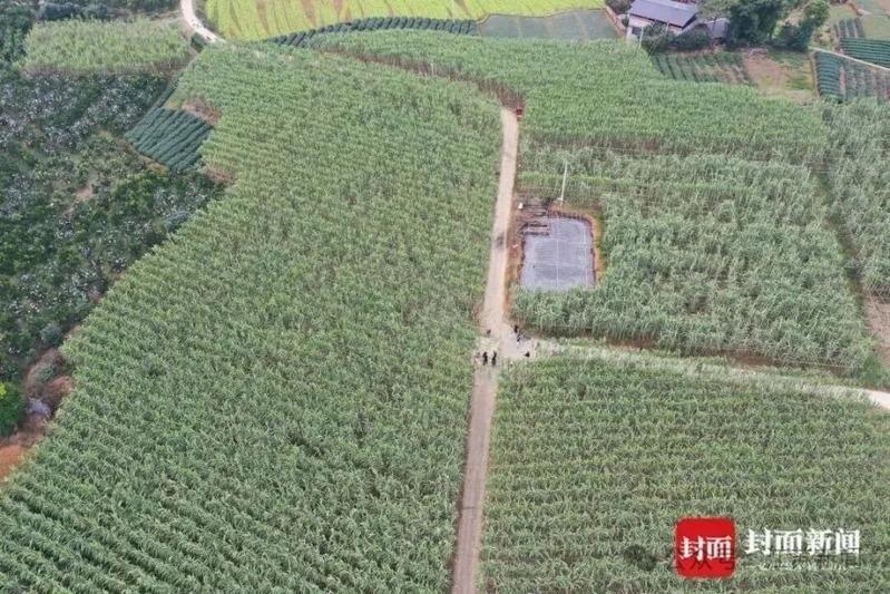 大批游客到场「偷甘蔗」。(取材自封面新闻)