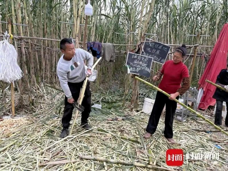 大批游客到场「偷甘蔗」。(取材自封面新闻)