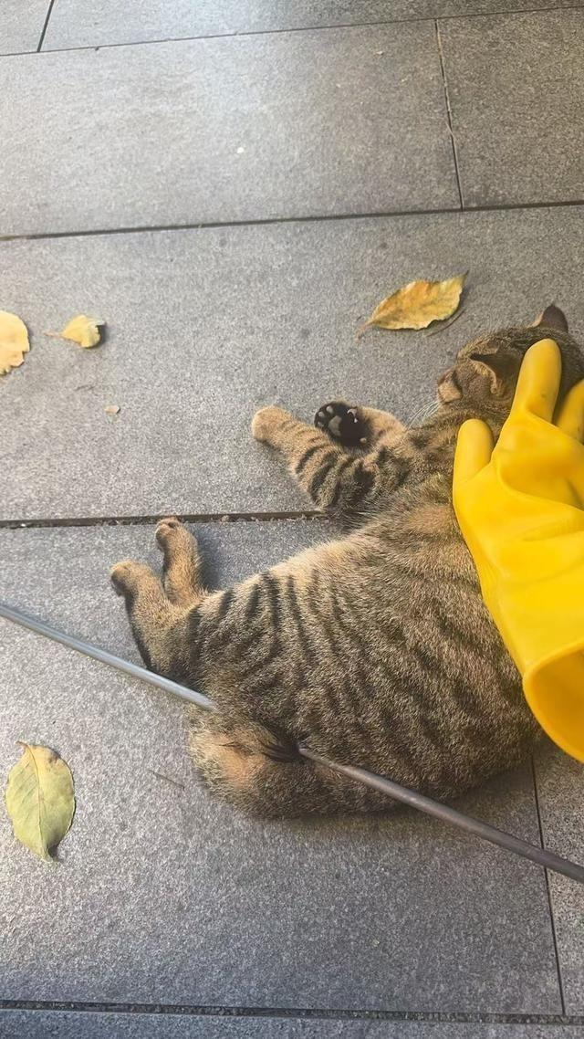 男子用弓箭射杀流浪猫。（取材自大风新闻）