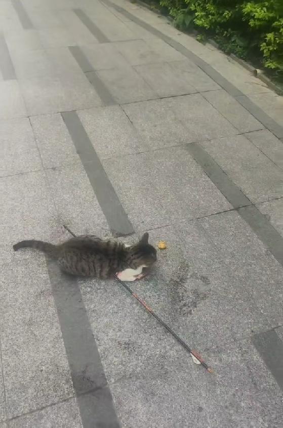 男子用弓箭射杀流浪猫。（取材自大风新闻）