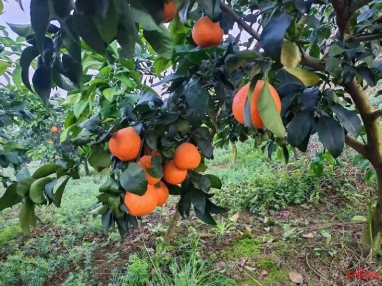 9.9元偷甘蔗火了 8.8元偷橘子来了 负责抓捕的狗累瘫 果园里的爱媛果冻橙。(取材自红星新闻)