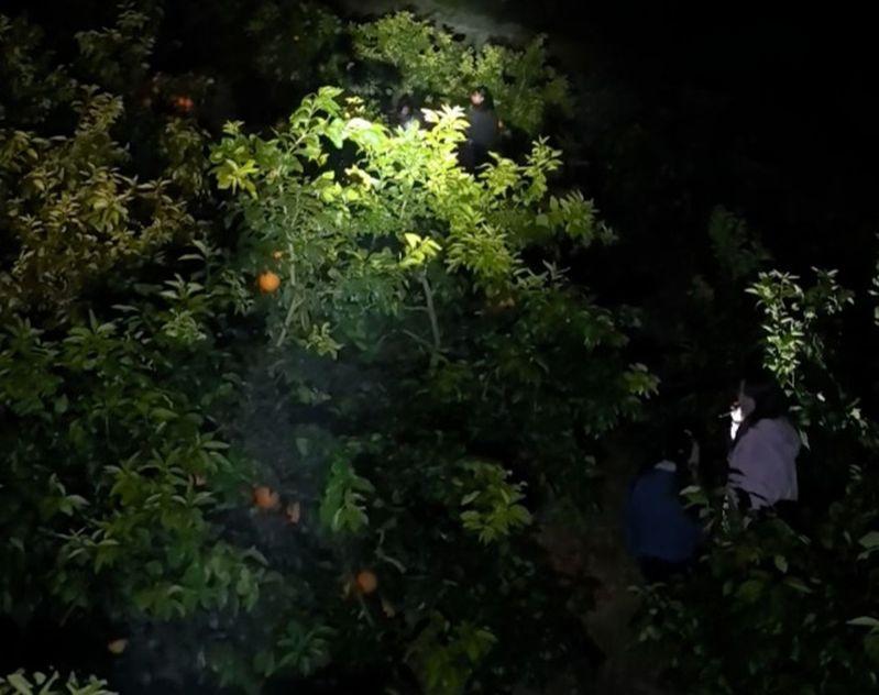 果园里的爱媛果冻橙。(取材自红星新闻)