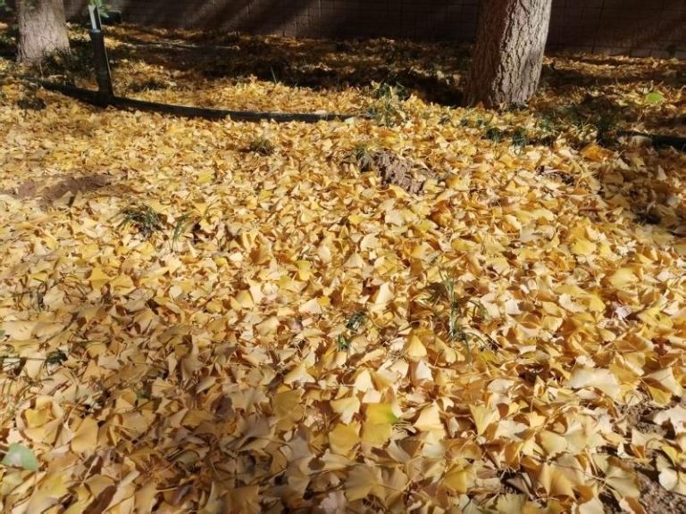 秋天捡落叶变「金叶」 季节限定的浪漫 银杏叶引发的「金色经济」还在持续发酵。(取材自半岛全媒体)