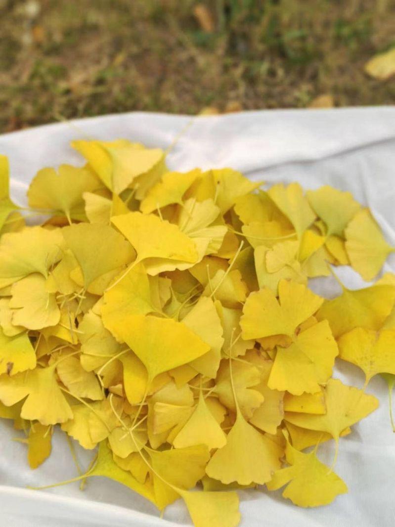 银杏叶引发的「金色经济」还在持续发酵。(取材自半岛全媒体)