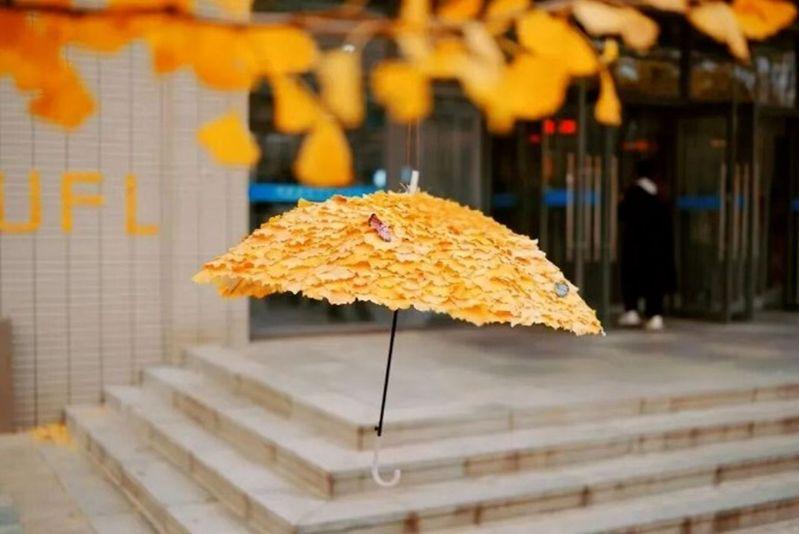 银杏叶引发的「金色经济」还在持续发酵。(取材自半岛全媒体)