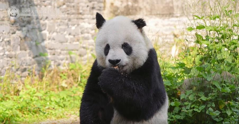 33岁大熊猫高高离世，相当于人类百岁高龄，曾三次放归三次返回。（取材自极目新闻）