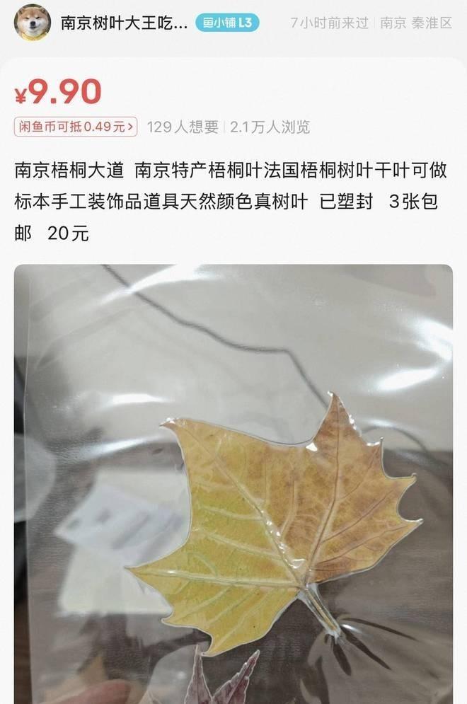 银杏叶引发的「金色经济」还在持续发酵。(取材自半岛全媒体)