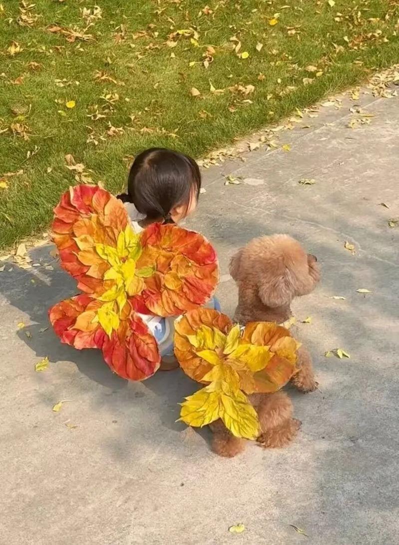 银杏叶引发的「金色经济」还在持续发酵。(取材自半岛全媒体)