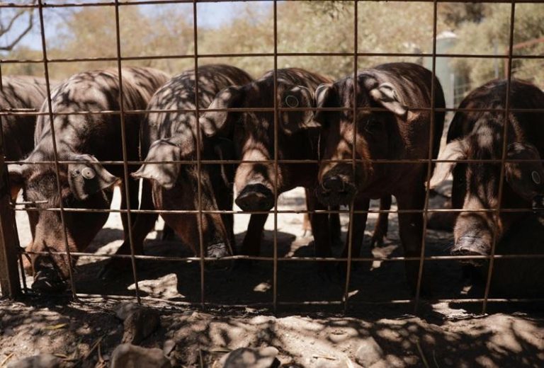 西班牙爆非洲猪瘟疫情 对中国猪肉出口全面喊停 西班牙农业部28日指出,巴塞隆纳(Barcelona)附近发现两头野猪死亡并验出染上非洲猪瘟,这是三十年来首见,西班牙已暂停所有对中国猪肉出口。示意图。路透