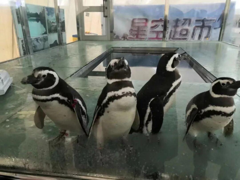 滑雪场在2019年租来的企鹅。(取材自潮新闻／受访者供图）