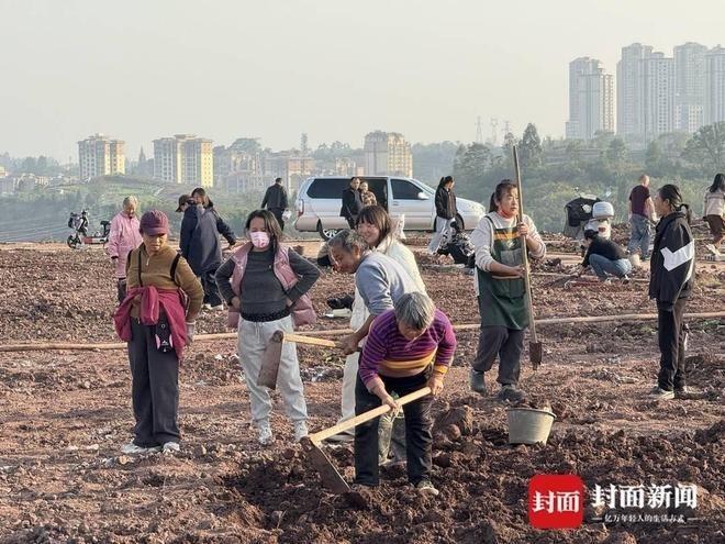 民众在自己的菜园里松土。(取材自封面新闻)
