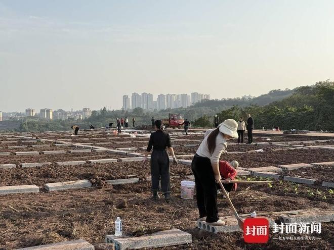 民众在自己的菜园里松土。(取材自封面新闻)