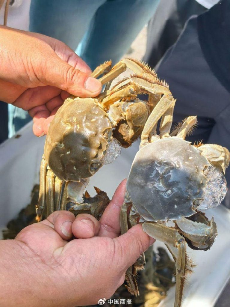 薪水高又抢手 挑蟹师也面临青黄不接 成熟大闸蟹与未成熟大闸蟹的对比,青壳为成熟大闸蟹。(取材自中国商报)