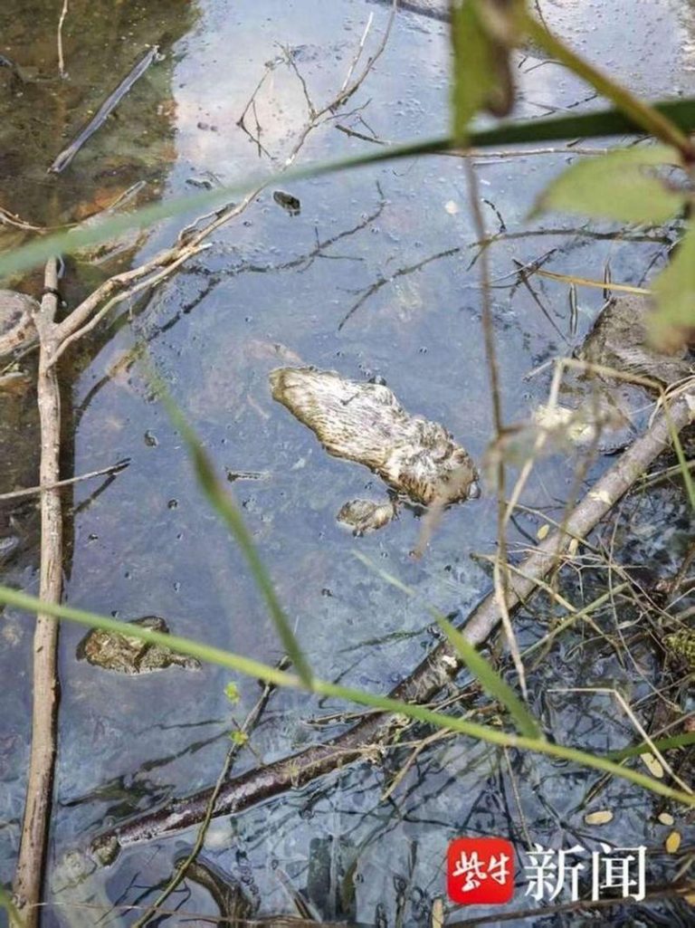 湖中漂浮的烂菜叶和死鸭。（取材自紫牛新闻）