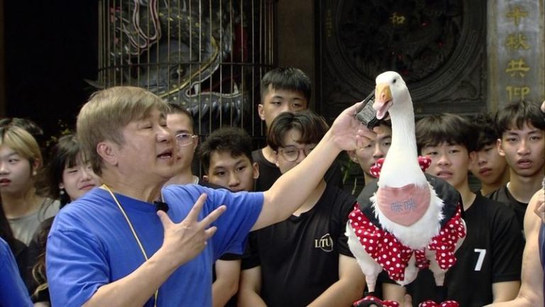 宠物鹅意外闯入录像现场 接受胡瓜访问萌翻众人 宠物鹅闯入录像现场,逗得胡瓜(左)十分开心。图/民视提供