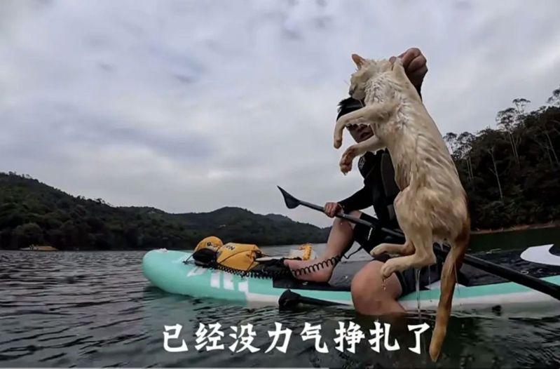 划桨板的目击者救下落水小猫。(视频截屏)