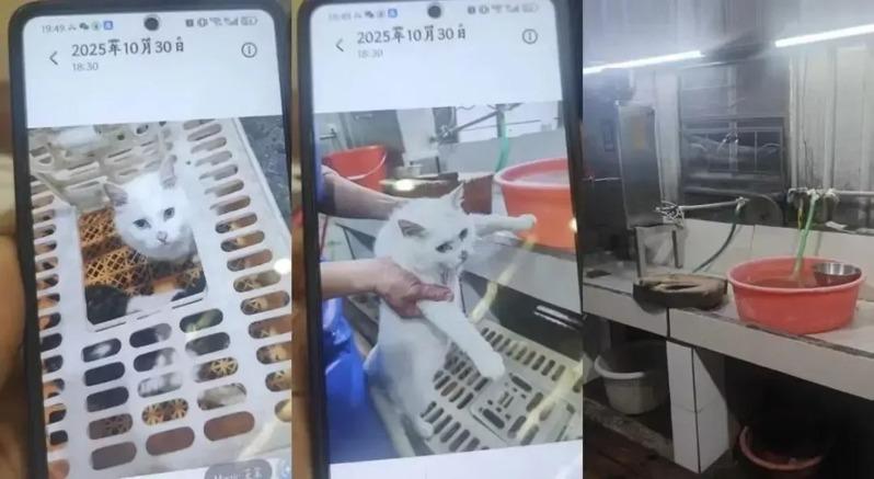 私房菜商家朋友圈发布的活猫照片。（取材自微信）