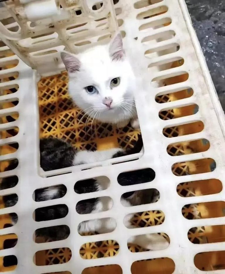 私房菜商家朋友圈发布的活猫照片。（取材自微信）