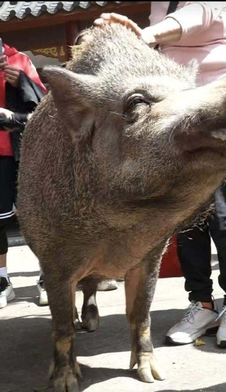广东「温柔野猪」暴红 爱吃苹果、通人性 还会点头鞠躬 通人性的「猪五妹」个性温和。(取材自封面新闻)