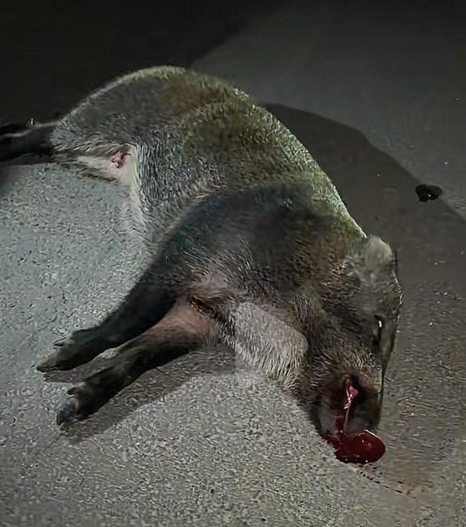 杨先生的车辆撞野猪后受损。（取材自红星新闻）