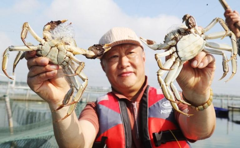 大闸蟹销路俏 阳澄湖发货忙 智能无人车首次大规模上阵 苏州蟹农展示捕获的阳澄湖大闸蟹。(新华社)