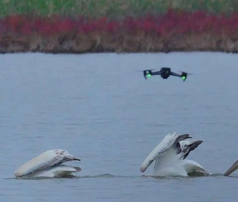 追逐候鸟、撞死大雁 无人机追拍「鸟浪」成生死威胁 滨海大道附近,正靠近鸟群的无人机。(取材自中新周刊)