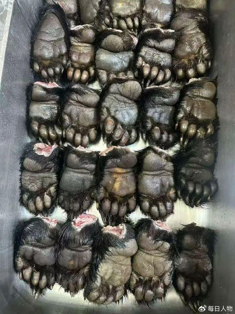 日本2025年创下纪录的「熊灾」，全年通报熊出没事件高达2万起，地方政府张贴熊出没警告。(取材自微博)