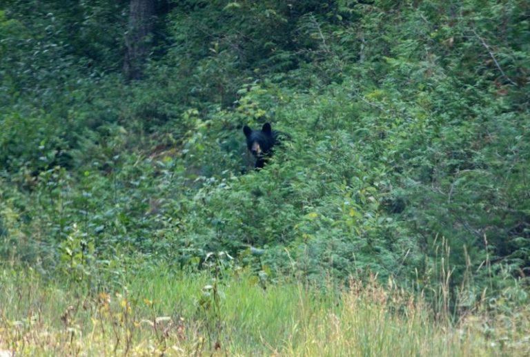 加拿大西部卑诗省（British Columbia）贝拉库拉（Bella Coola）地区发生熊袭事件，4人在医院治疗。熊示意图，非新闻事件图。(路透)