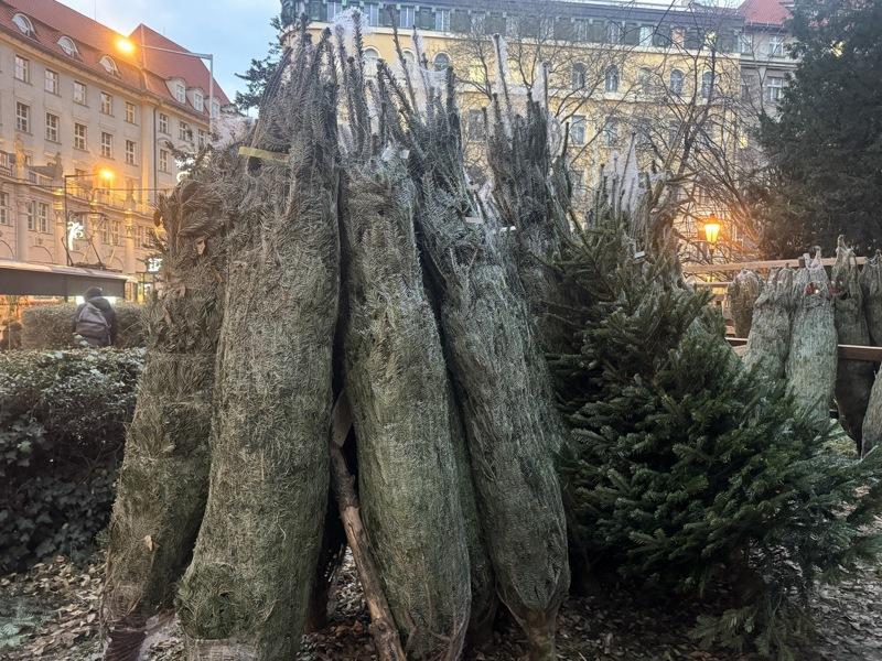 圣诞树作为圣诞树的象征，据统计，捷克人每年在圣诞树上花费超过5亿克朗，捷克每年销售多达150万棵圣诞树。(中央社)