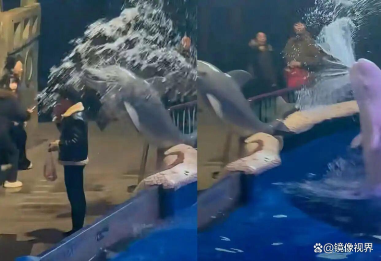 男在大连海洋馆抽烟不听劝 白鲸1动作:「浇」个朋友吧 男子海洋馆不听工作人员劝阻公然抽烟,白鲸直接喷水浇灭。(取材自微博)
