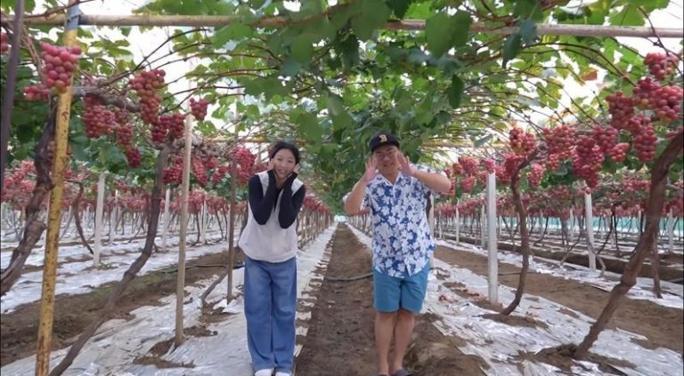 中国乡村产业新生态… 短视频成新农具 新农人们直播带货 陈三金直播葡萄园丰收。(视频截屏)