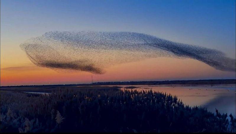 有摄影爱好者拍到数十万只候鸟密密麻麻飞天的画面,「鸟浪化鲱」直呼太震撼。(取材自小红书)