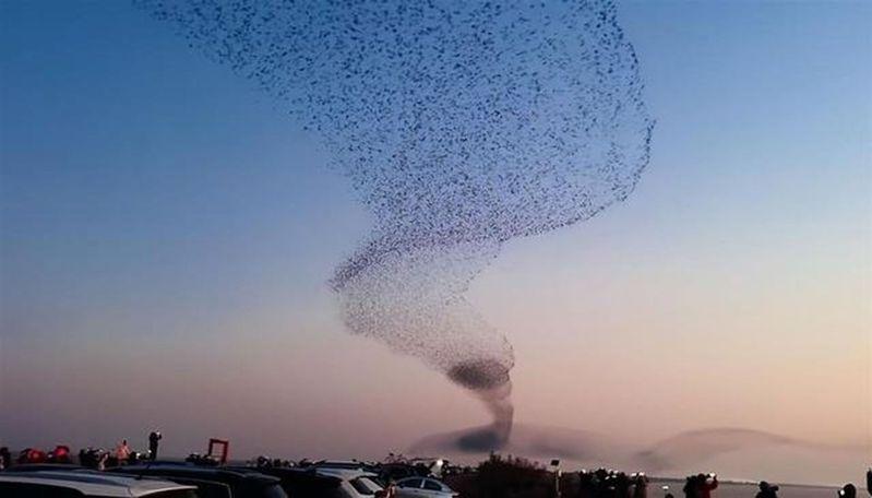 有摄影爱好者拍到数十万只候鸟密密麻麻飞天的画面,「鸟浪化鲱」直呼太震撼。(取材自小红书)