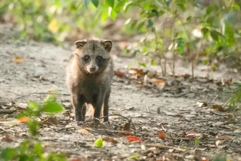 貉是中国国家二级保护动物。（取材自澎湃新闻/上海市林业总站供图）