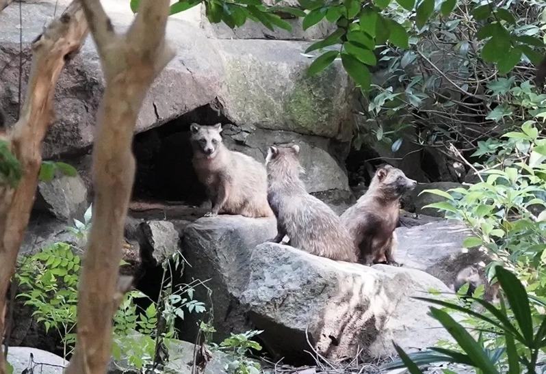 貉是中国国家二级保护动物。（取材自澎湃新闻/上海市林业总站供图）